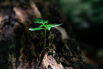 small sapling growing out of a tree